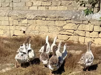 Geese — photo 2