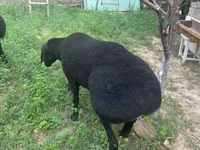 Beran, Ovce — foto 3