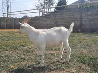 Țap, Saanen goat — foto 2