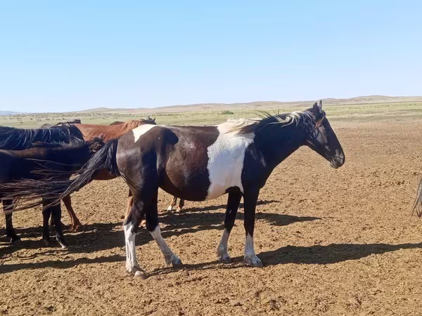 Mare, Pinto horses