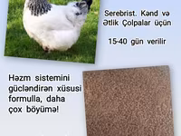 Artıq daimi istifadə üçün Kənd Toyuğu. Serebrist. Qaz. Ördək — foto 3