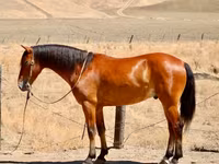 اسب نر, Quarter Horse — عکس 1