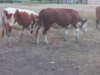 Krava, Latvian Blue cattle — foto 2
