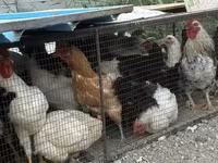 Chickens — 照片 6