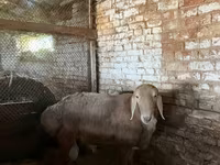 قوچ, Arashan sheep — عکس 2