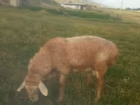 Baran, Owce — zdjęcie 1