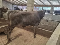 Dibi, Aberdeen-Angus — sawirka 2