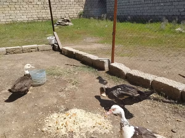 Domestic Muscovy — Azerbaijan