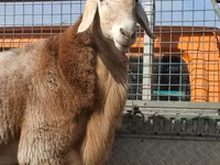 Widder, Edilbay sheep — Foto 7