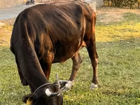 Mucca, Bovini — foto 3