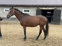 Kuda jantan, Thoroughbred horse — foto 5