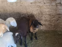Ovce, Tian-Shan semifinewool sheep — foto 2