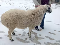 قوچ, Rhon sheep — عکس 8
