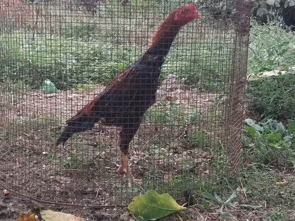 Chickens