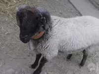 Widder, Suffolk sheep — Foto 1