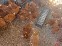 Chickens — լուսանկար 5