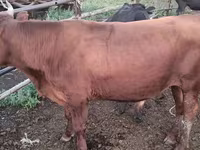 Dibi, Kazakh White-headed cow — sawirka 6