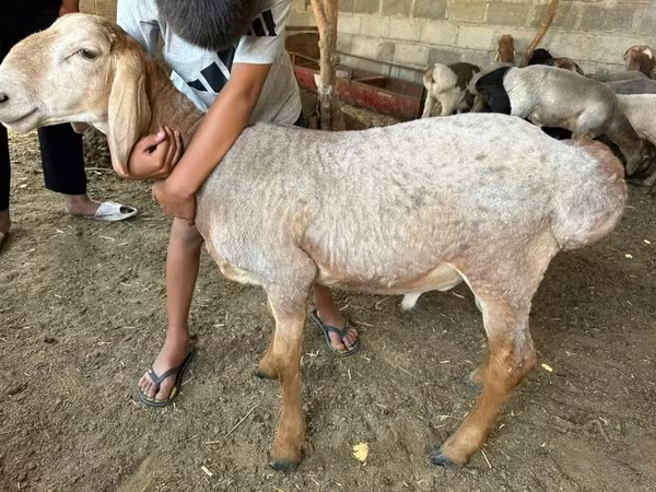 ভেড়ার পাঁঠা, Arashan sheep