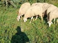 Får, Karabakh sheep — foto 4