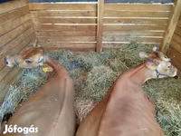 Vaca, Raça Jersey — foto 1