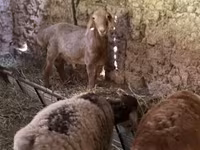 Beran, Arashan sheep — foto 1
