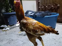 Chickens — 写真 1