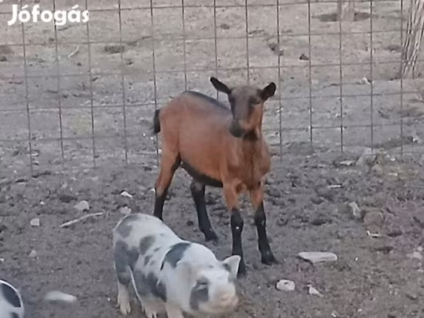 Ged, Alpine goat