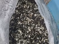 Günəbaxan tumu qabığı — รูปภาพ 2
