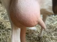 Kambing betina, Saanen goat — foto 6