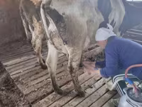 گاو ماده, Swiss cattle — عکس 4