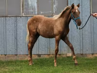 Cavallo, Black Sea breed — foto 8
