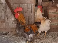 Chickens — 사진 4