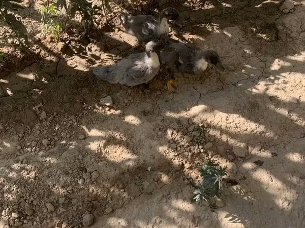 Ducks