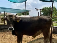 Lembu jantan, Cattle — foto 3