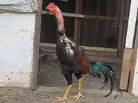 Chickens — عکس 2