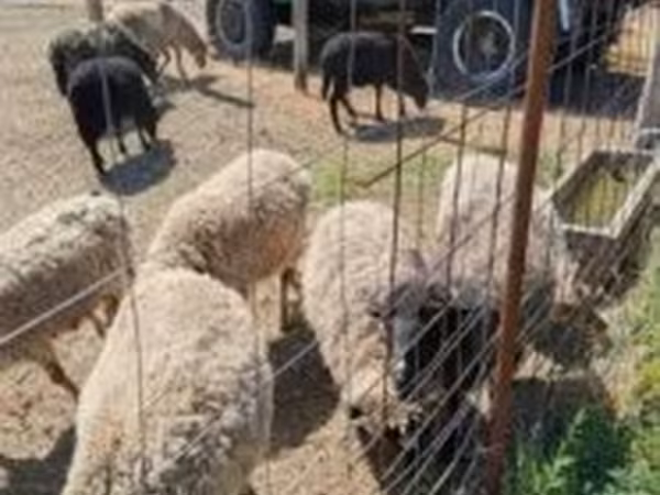 Baran, Merino sheep