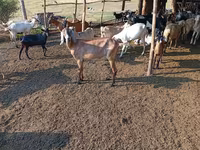 عنزة, Nubian Goat — الصورة 3