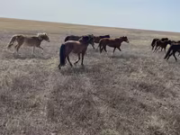 Cavalo, Cavalos — foto 6