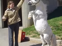 Kuda betina, Miniature horse — foto 6