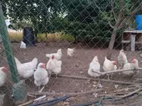 Chickens — ảnh 4