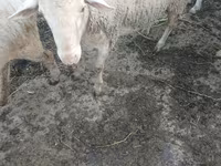 Kambing jantan, Sheep — foto 2