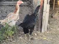 Chickens — foto 7