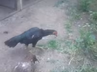 Chickens — 1. fotó