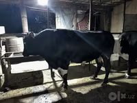 Býk, Simmental cattle — foto 2
