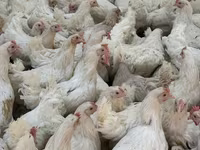 Chickens — عکس 5