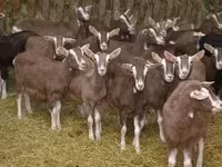 Geit, Toggenburg goat — foto 2