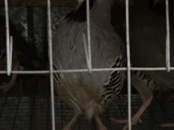 Guinea fowl