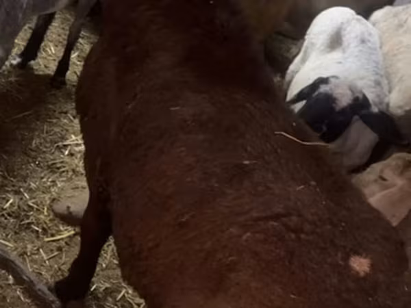 Ram, Sheep — Kyrgyzstan