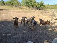 公山羊, Goats — 照片 3