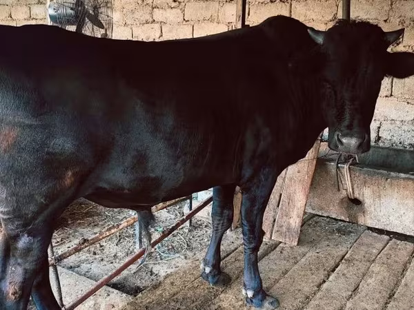 ষাঁড়, গরু